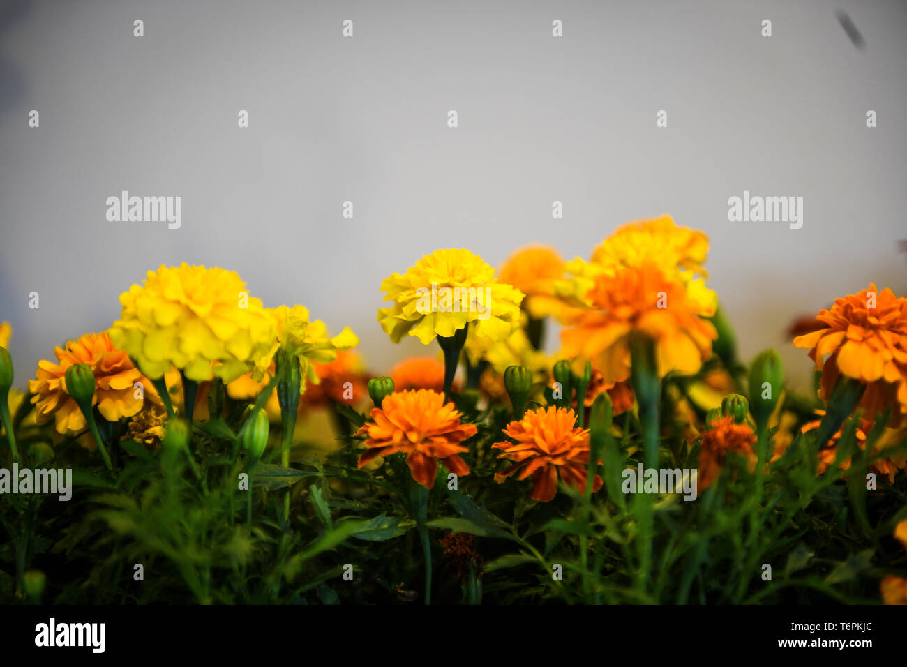 Fiori poggiano su un display a un giorno di terra presentazione all'alloggiamento di Chavez dipartimento di Cannon Air Force Base, N.M., apr. 22, 2019. L'ufficio alloggi impostare una presentazione per insegnare agli operatori come incoraggiare "impollinatrice" animali per aiutare a diffondere il polline e consentire a più vita vegetale di prosperare. (U.S. Air Force foto di Senior Airman Lane T. Plummer) Foto Stock