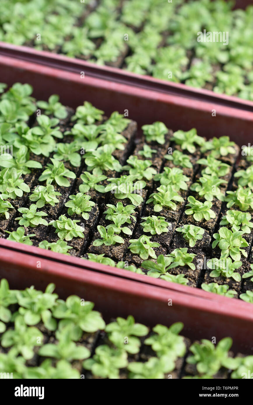 Le patch di agnello, lattuga.Caption locale *** Foto Stock