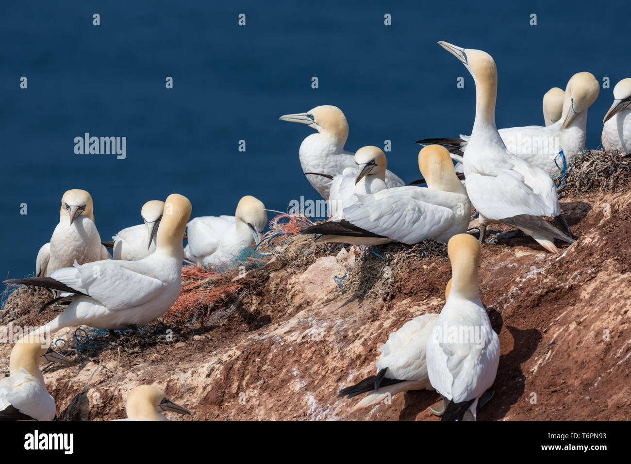 Northern sule a rocce rosse di isola tedesca Helgoland Foto Stock