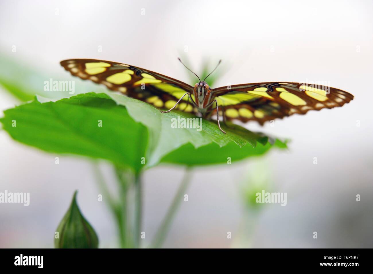 Scarse Pagina Bamboo Butterfly (Philaetria dido) su una foglia Foto Stock