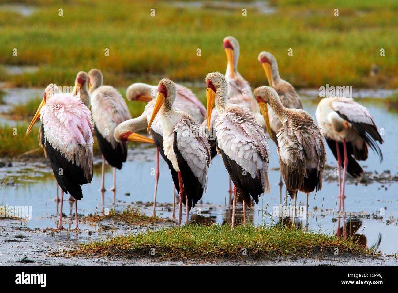 Giallo-fatturati cicogne (Mycteria ibis), un gruppo di uccelli, Lake Nakuru, Kenya, Africa Foto Stock