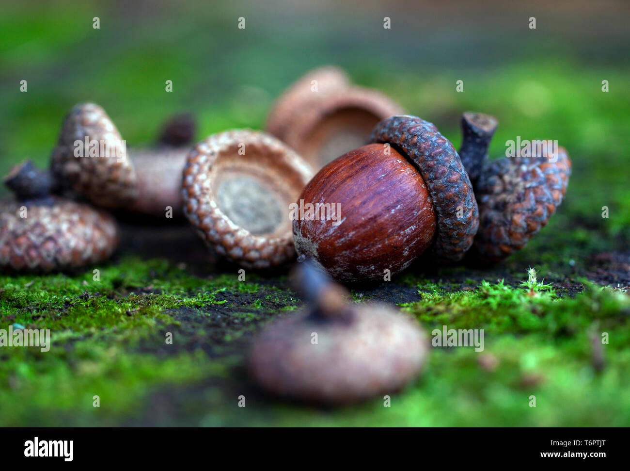 Parco naturale de los alcornocales sull'erba verde sullo sfondo Foto Stock
