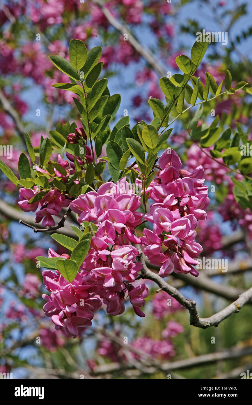 Fiori e foglie di bristly locust, robinia hispida Foto Stock