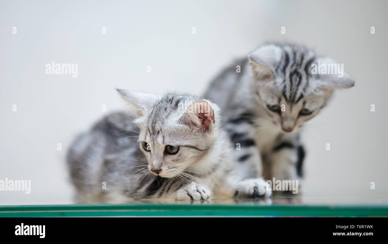Le due piccole strisce grigio gattino domestico Foto Stock