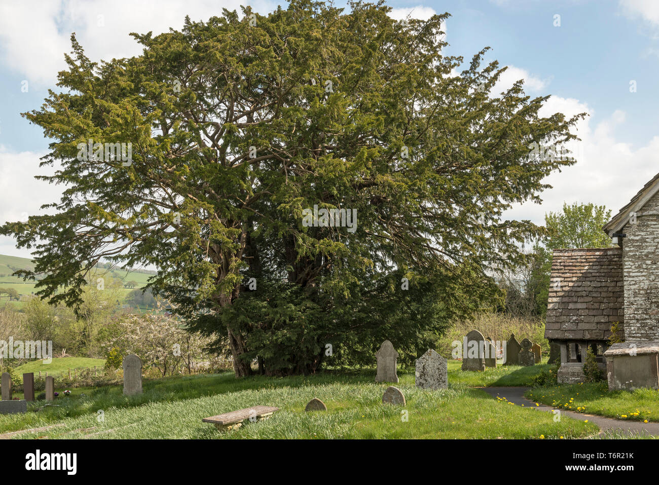 La Chiesa di San Michele, Discoed, POWYS, GALLES. Cinque mila anni di yew tree (Taxus baccata) nel sagrato della chiesa, uno dei 5 alberi più vecchi in Gran Bretagna Foto Stock