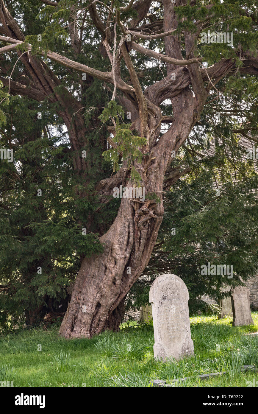 La Chiesa di San Michele, Discoed, POWYS, GALLES. Cinque mila anni di yew tree (Taxus baccata) nel sagrato della chiesa, uno dei 5 alberi più vecchi in Gran Bretagna Foto Stock