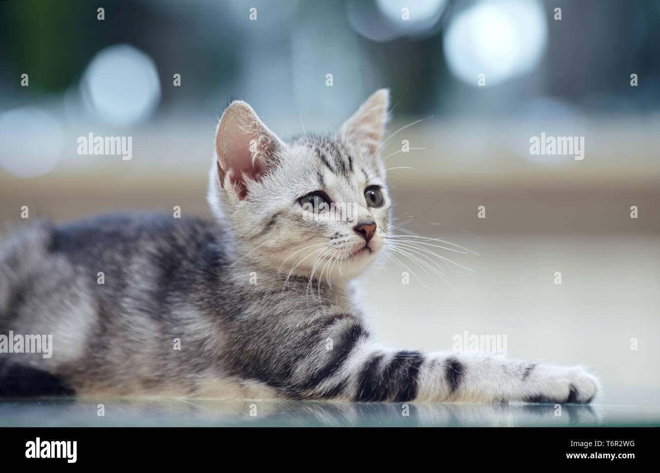 Ritratto di un grigio a strisce gattino domestico Foto Stock