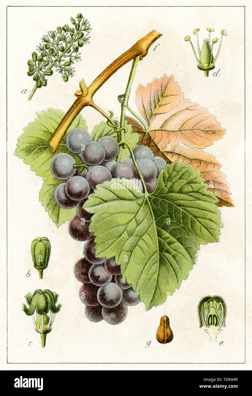 Grapevine , 1902 Foto Stock