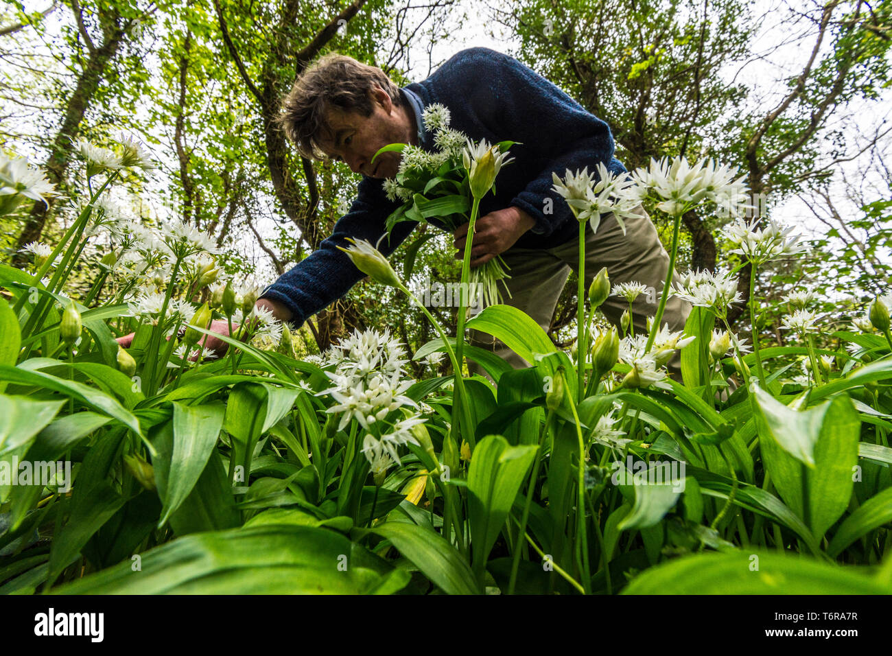 Un uomo rovistando per Allium ursinum, aglio selvatico, ramsons. Si tratta di un wild rispetto di cipolla, nativo di Europa e Asia dove cresce nei boschi umidi. Foto Stock