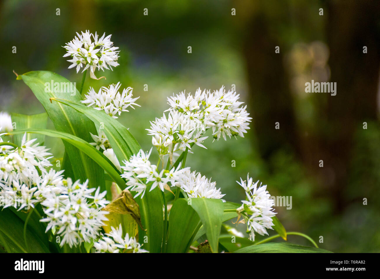 Fioritura Allium ursinum, aglio selvatico, ramsons. Si tratta di un wild rispetto di cipolla, nativo di Europa e Asia dove cresce nei boschi umidi. Foto Stock