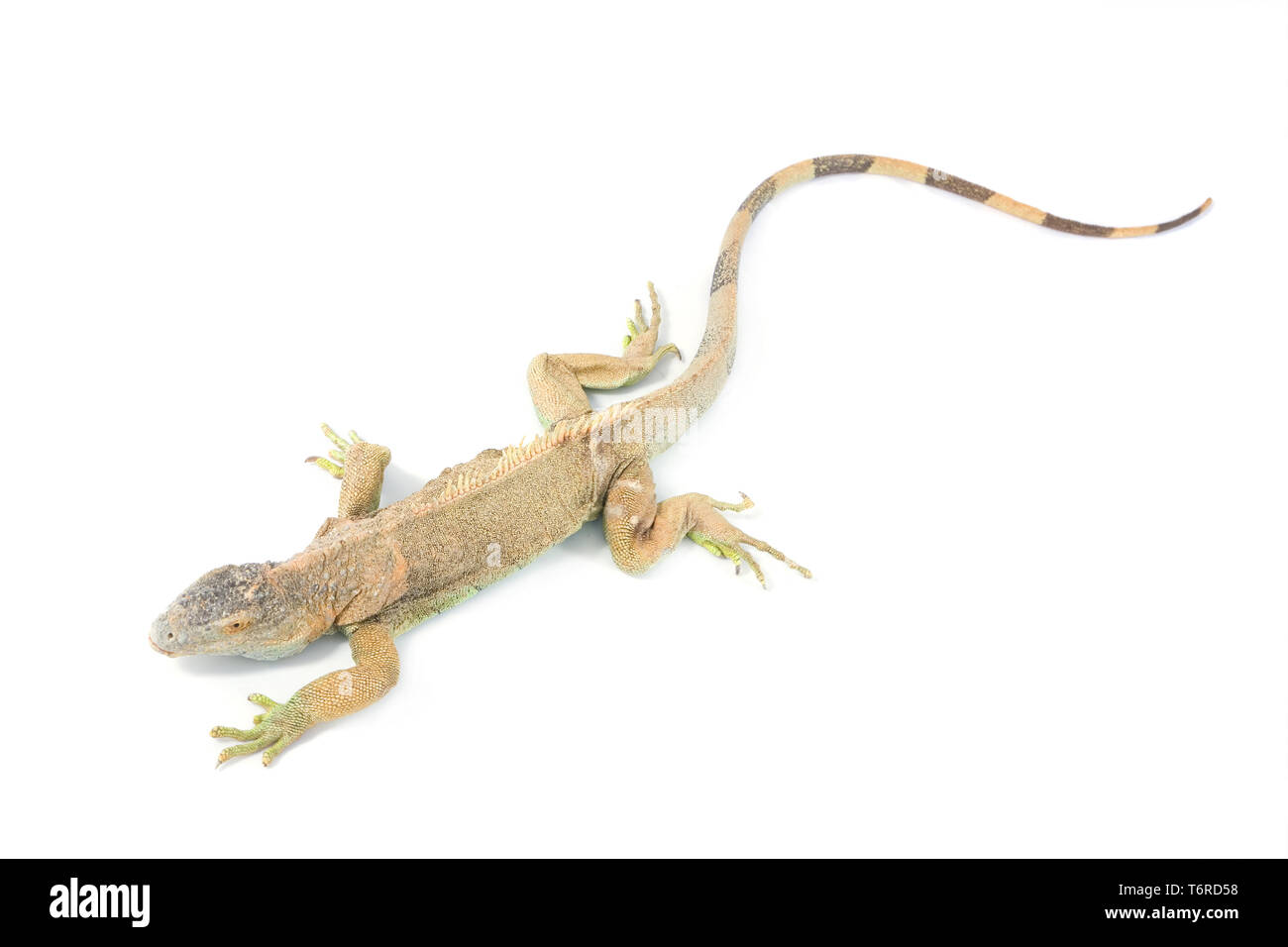 Green Dragon close up su sfondo bianco Foto Stock