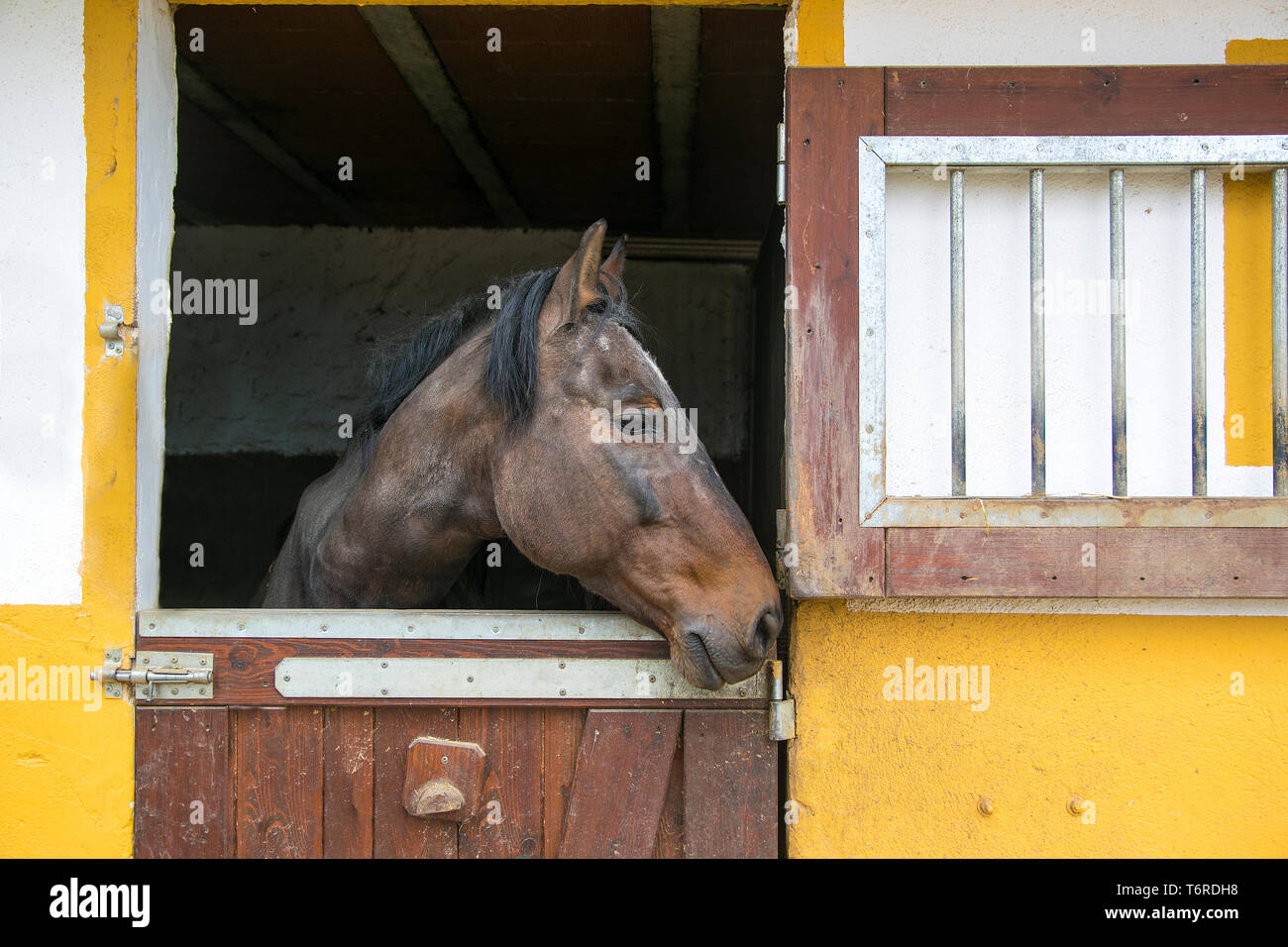 Brown cavallo ritratto in una stabile cercando attraverso la finestra. Ippica background e svuotare lo spazio di copia per l'editor di testo. Foto Stock