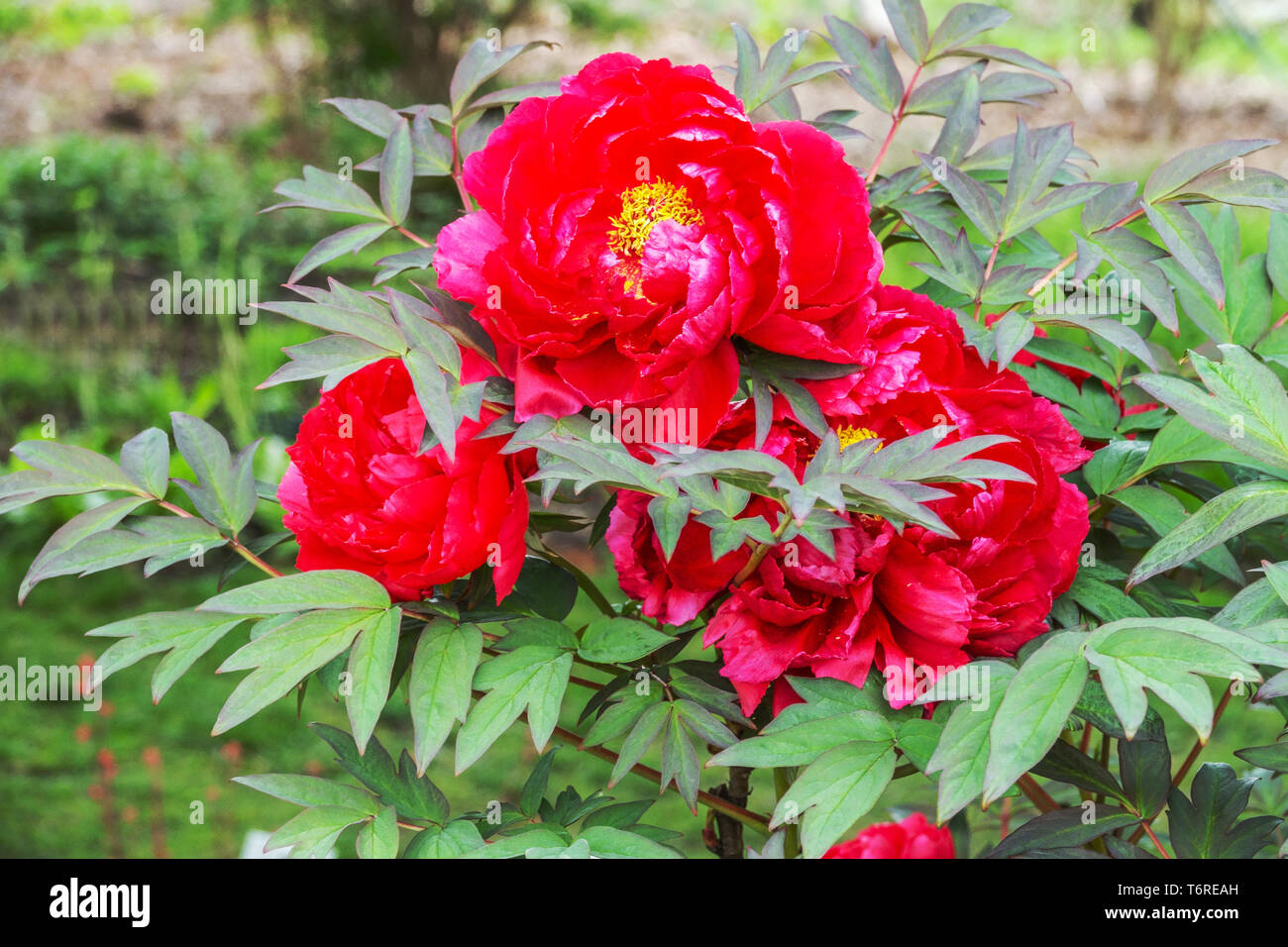 Tree Peonia, Paeonia suffruticosa x TAIYO, rosso peonia, Blossom Garden, grandi belle fioriture, Flower Garden Foto Stock