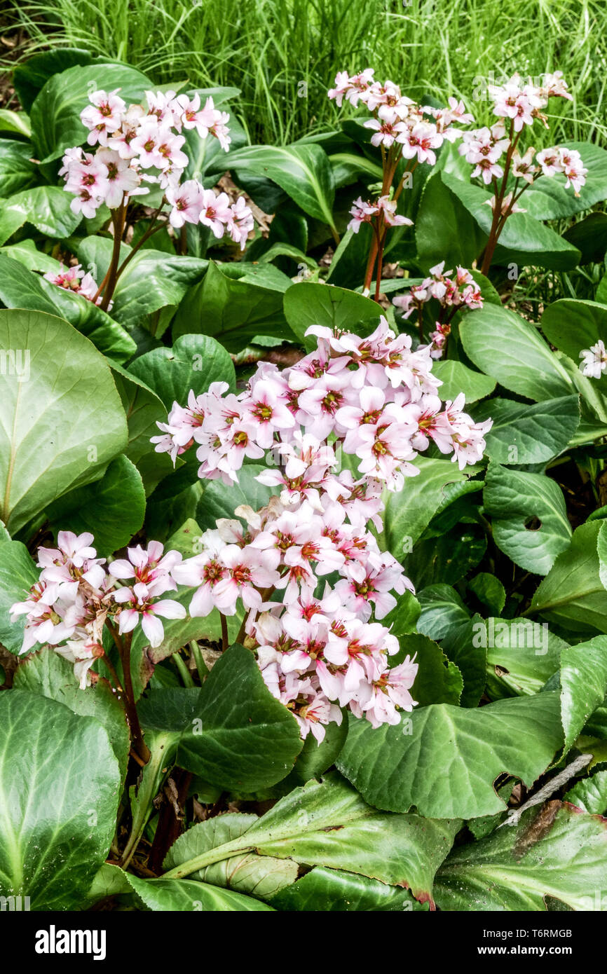 Orecchie di Elefante Bergenia Biedermeier, piante fiorite ombra giardino scena Foto Stock