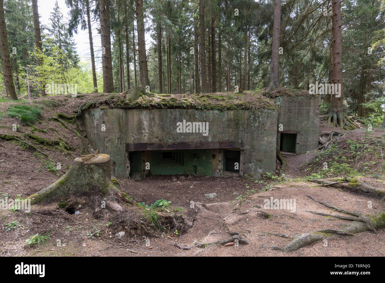 Intatto Siegfried bunker di linea a partire dalla seconda guerra mondiale, regione Eifel, Germania Foto Stock