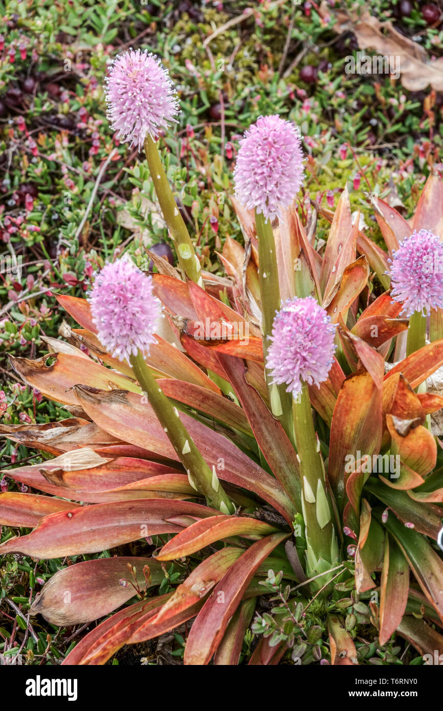 Palude rosa, hellonias bullata, pianta adatta per habitat umidi - paludi e paludi torba piante torba fiori muschio torba Foto Stock