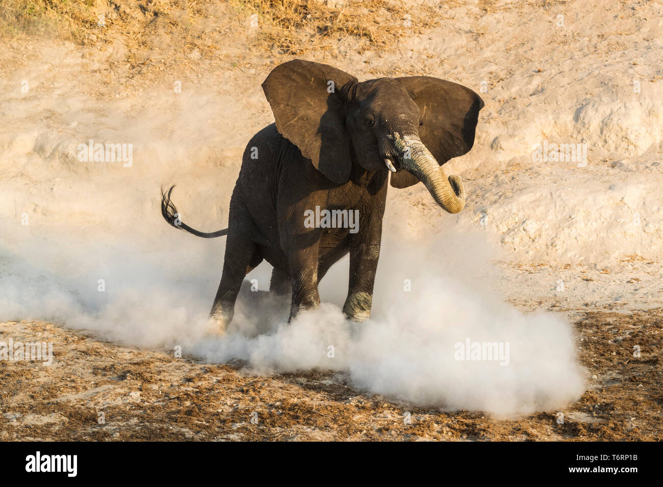 Elefante africano (Loxodonta africana) mock-carica, Chobe National Park, Botswana, Agosto 2018 Foto Stock