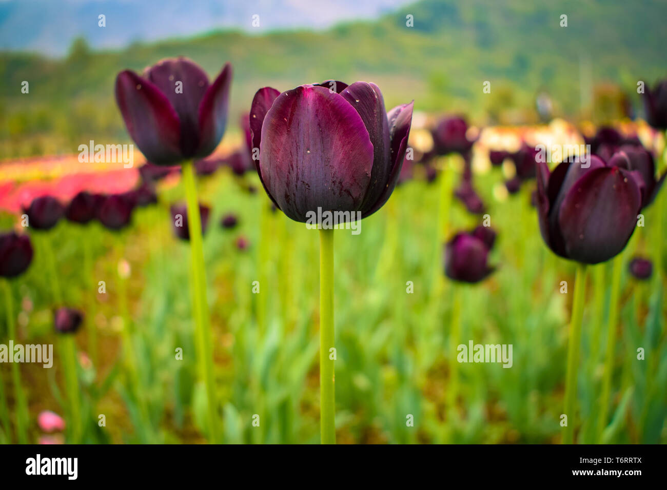 Tulipani nero in tulip Garden. Foto Stock