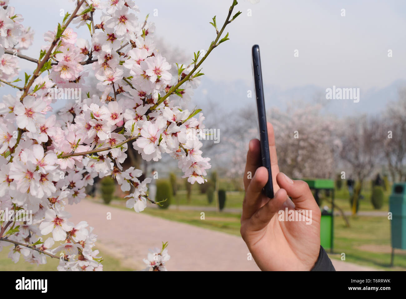 Un ragazzo tenendo fotografia di fiori.Almond blossoms sono visibili in marzo e aprile. Foto Stock