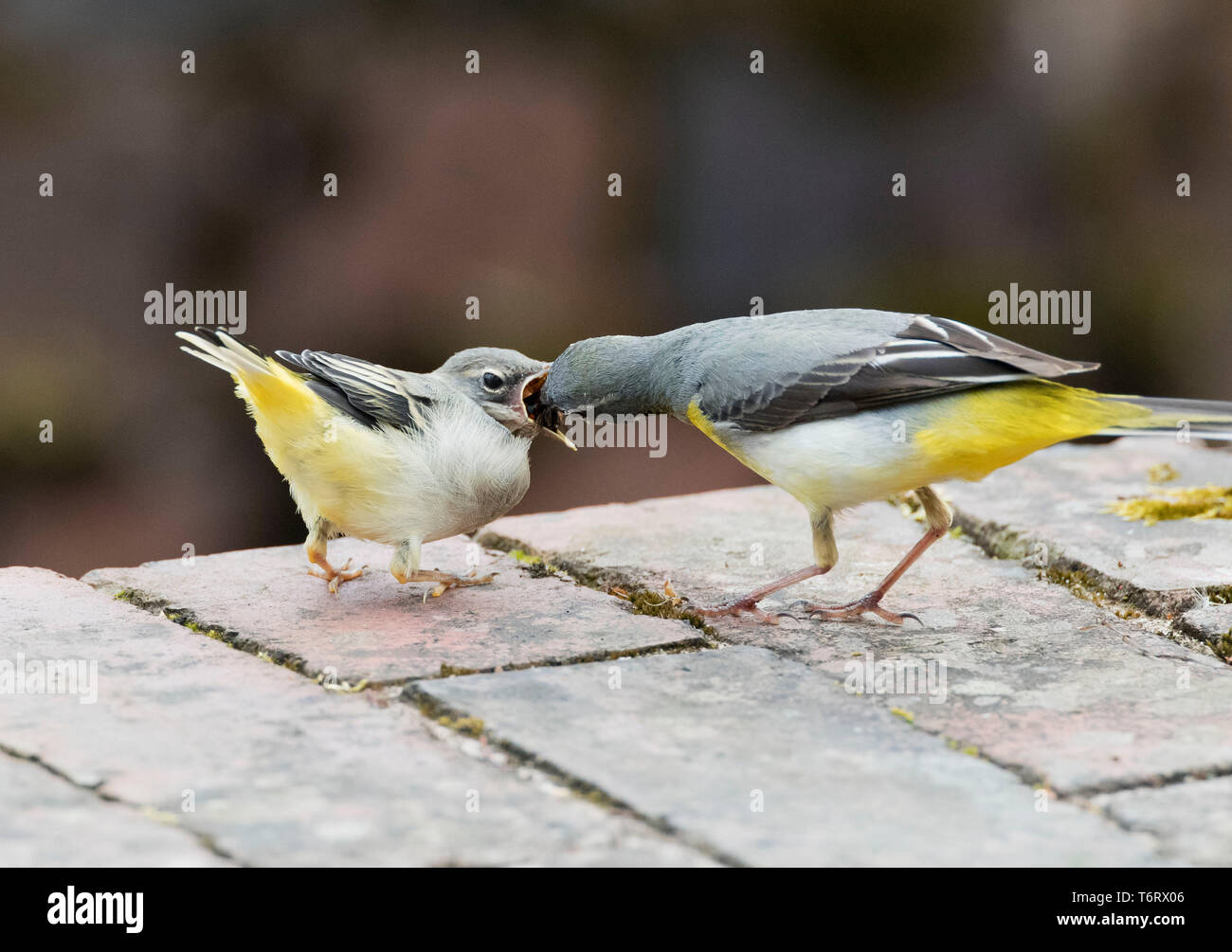 Grigio, Wagtail Motacilla cinerea, alimentazione di un bambino sul bordo di un canale I. Montgomeryshire, metà del Galles, Regno Unito, maggio 2019 Foto Stock