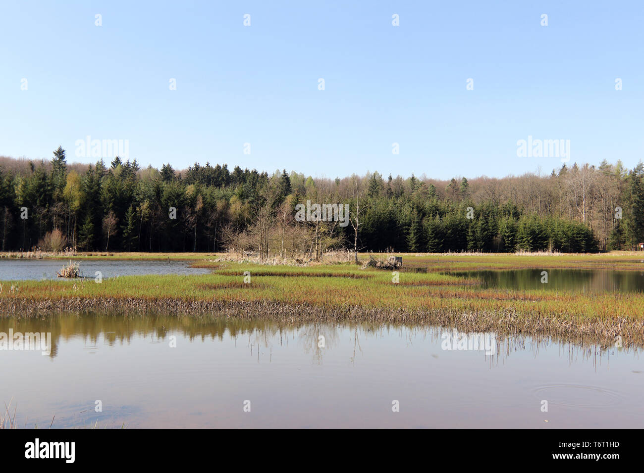 Tranquillo paese di scena - stagno nella foresta, Regione di Pilsen, area Kokot, Repubblica Ceca Foto Stock
