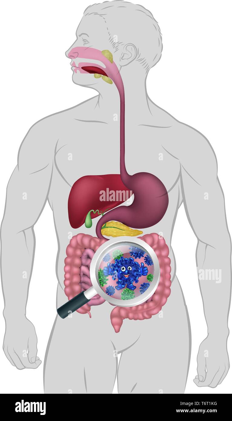 Cartoon batteri intestinali digestivi flora probiotica Illustrazione Vettoriale
