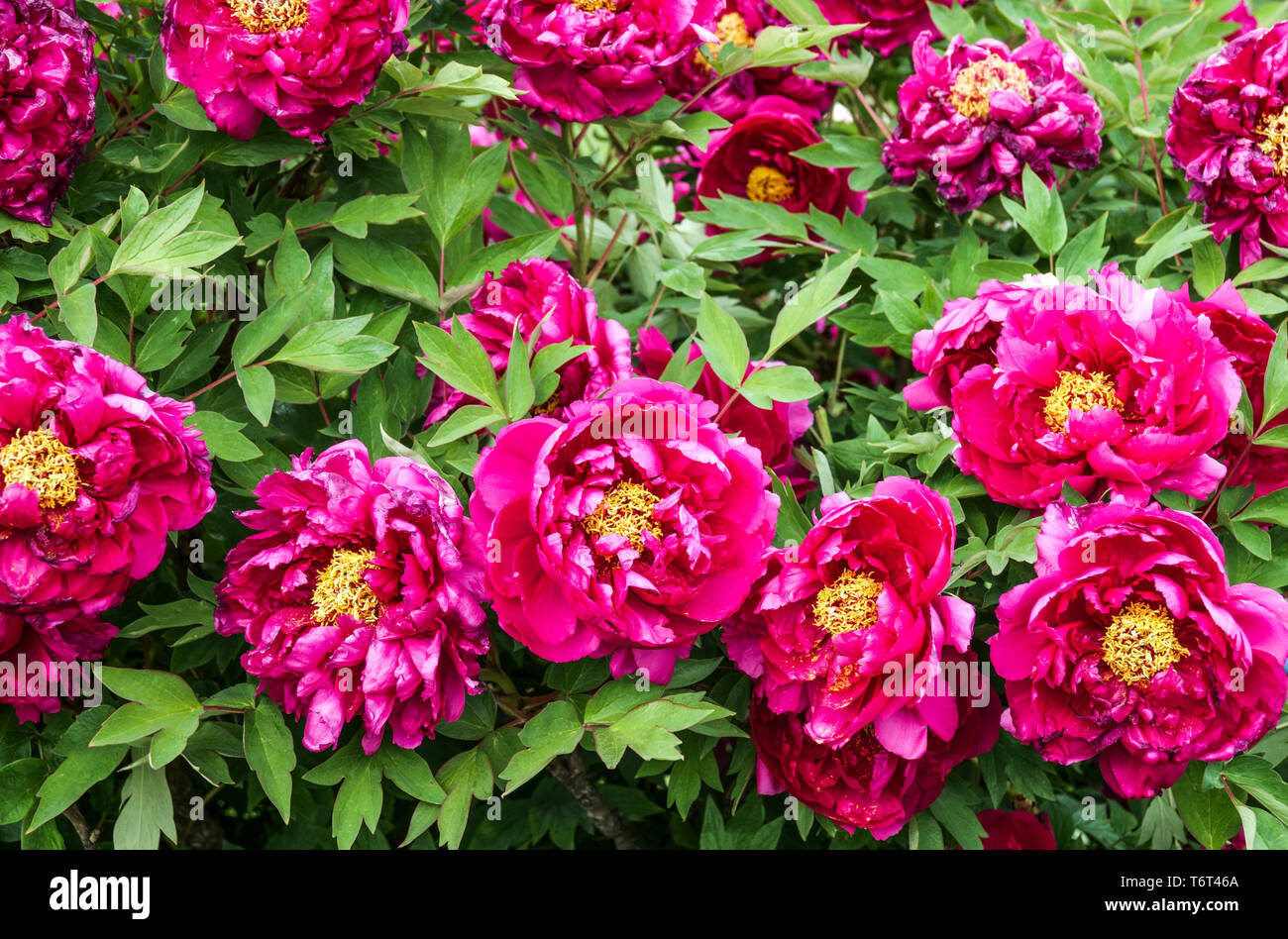 Chinese Tree Peony, Paeonia x suffruticosa Hong Xia Zheng Hui, Red Peony Blooms Garden, splendidi fiori Foto Stock