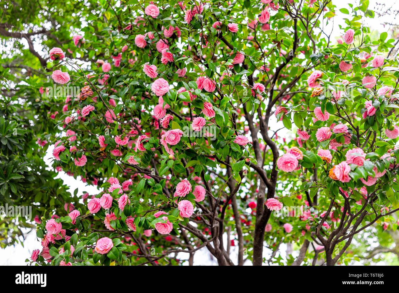 Camellia japonica giapponese fiori rosa su albero in Giappone in primavera il parco Sumida e tante fioriture colorate Foto Stock