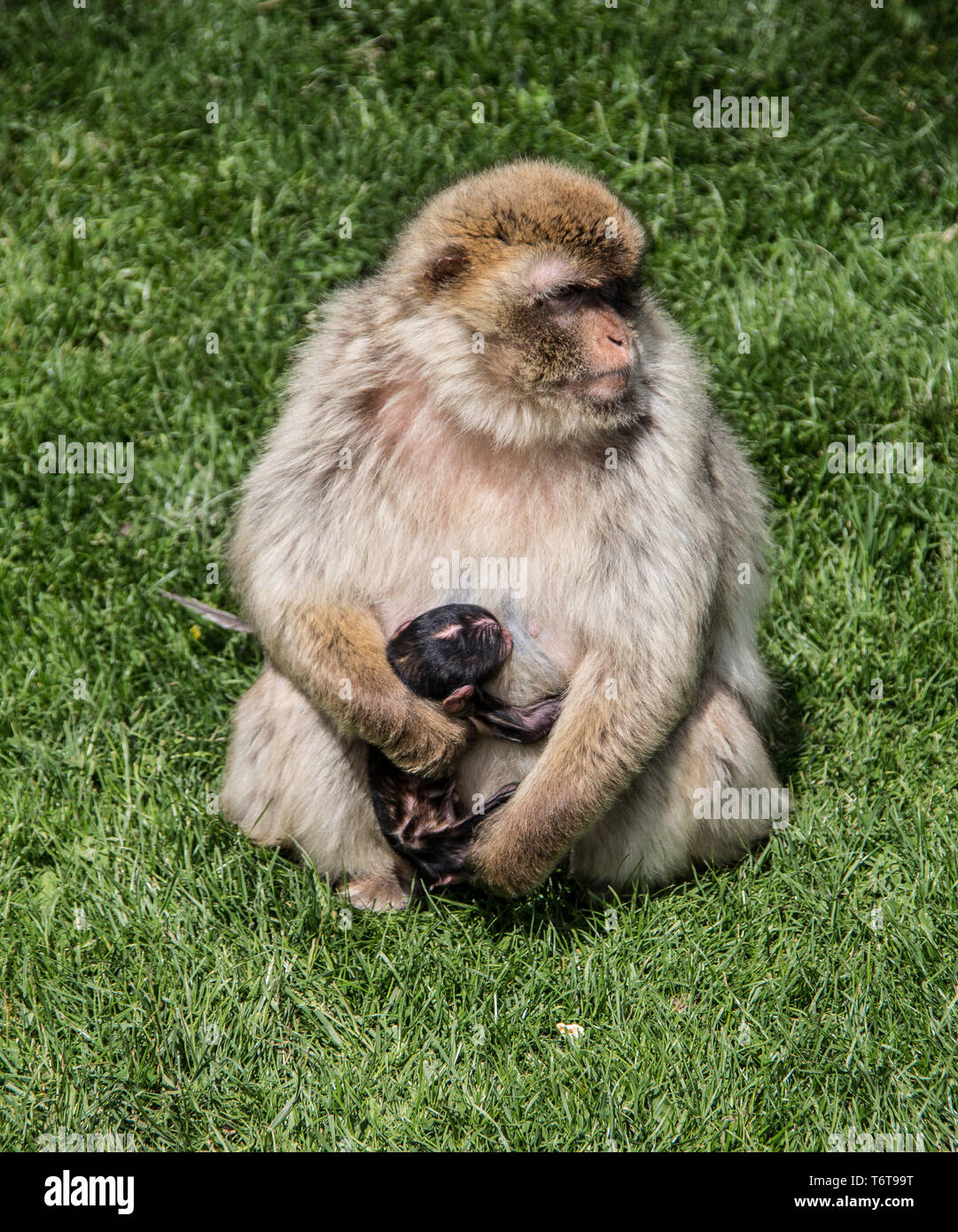 Barberia scimmia con prole Foto Stock