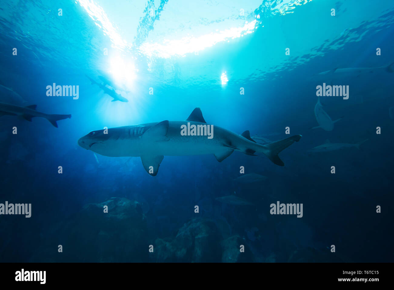 Shark nell'oceano. Coral reef subacquei con linea di acqua. Shark con raggi di sole che splende attraverso la superficie in acquario Foto Stock