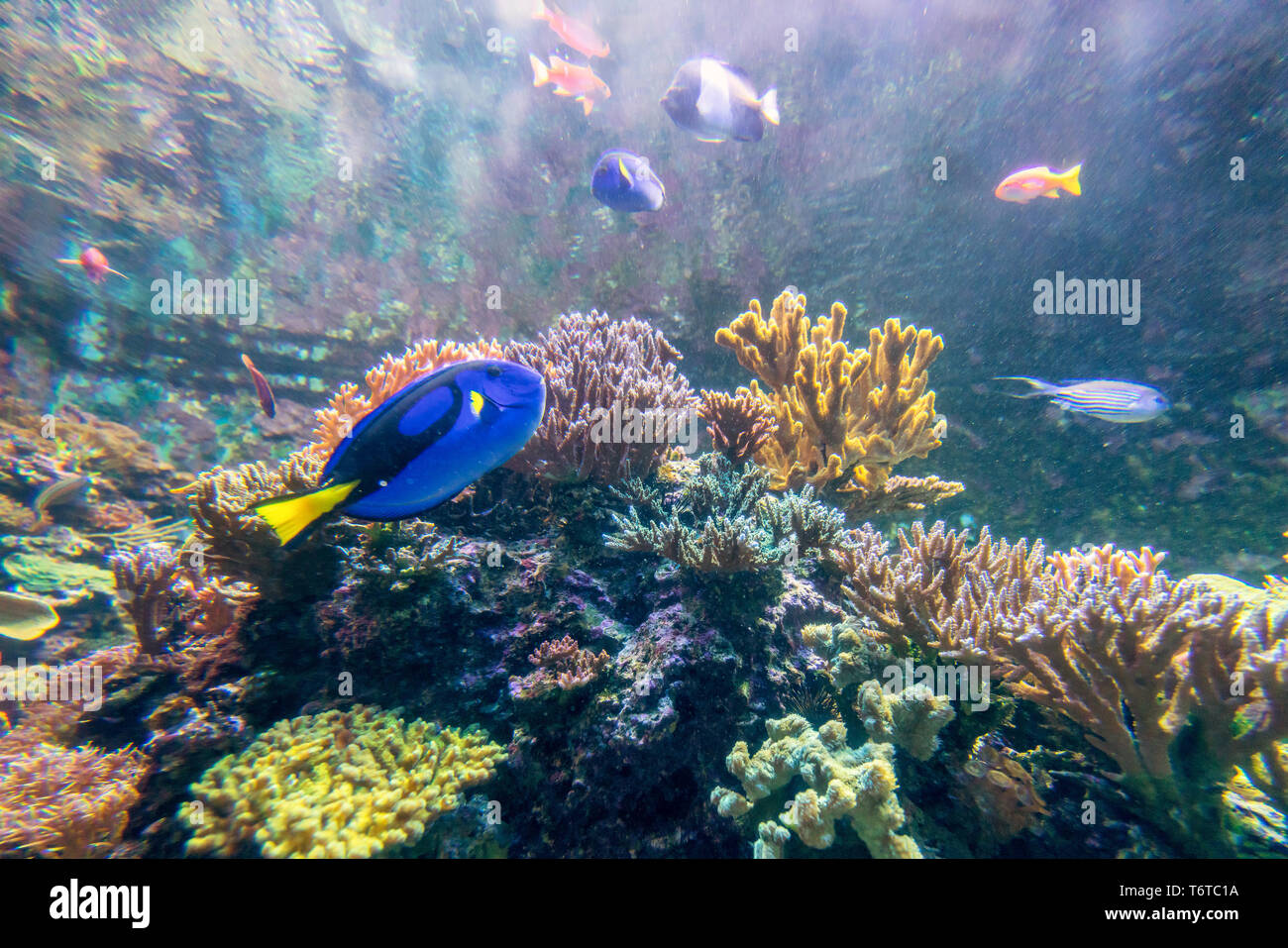 Meraviglioso e bellissimo mondo sottomarino con i coralli e pesci tropicali. Foto Stock