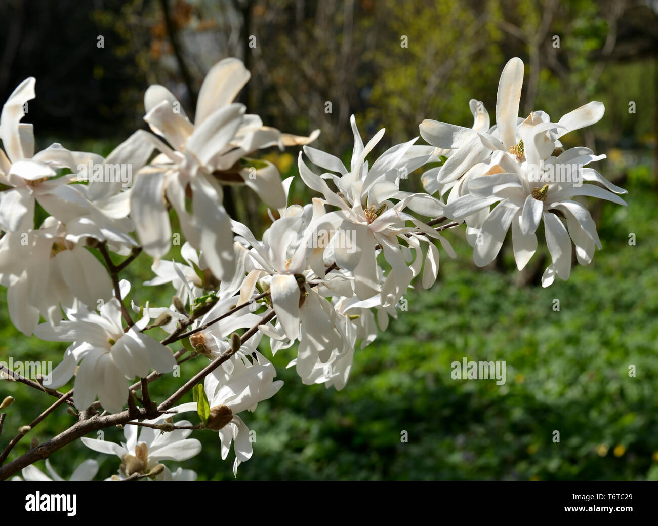 Magnolia kobus, noto come mokryeon, kobus magnolia, o kobushi magnolia, specie di Magnolia nativa per il Giappone e occasionalmente coltivata in un clima temperato Foto Stock