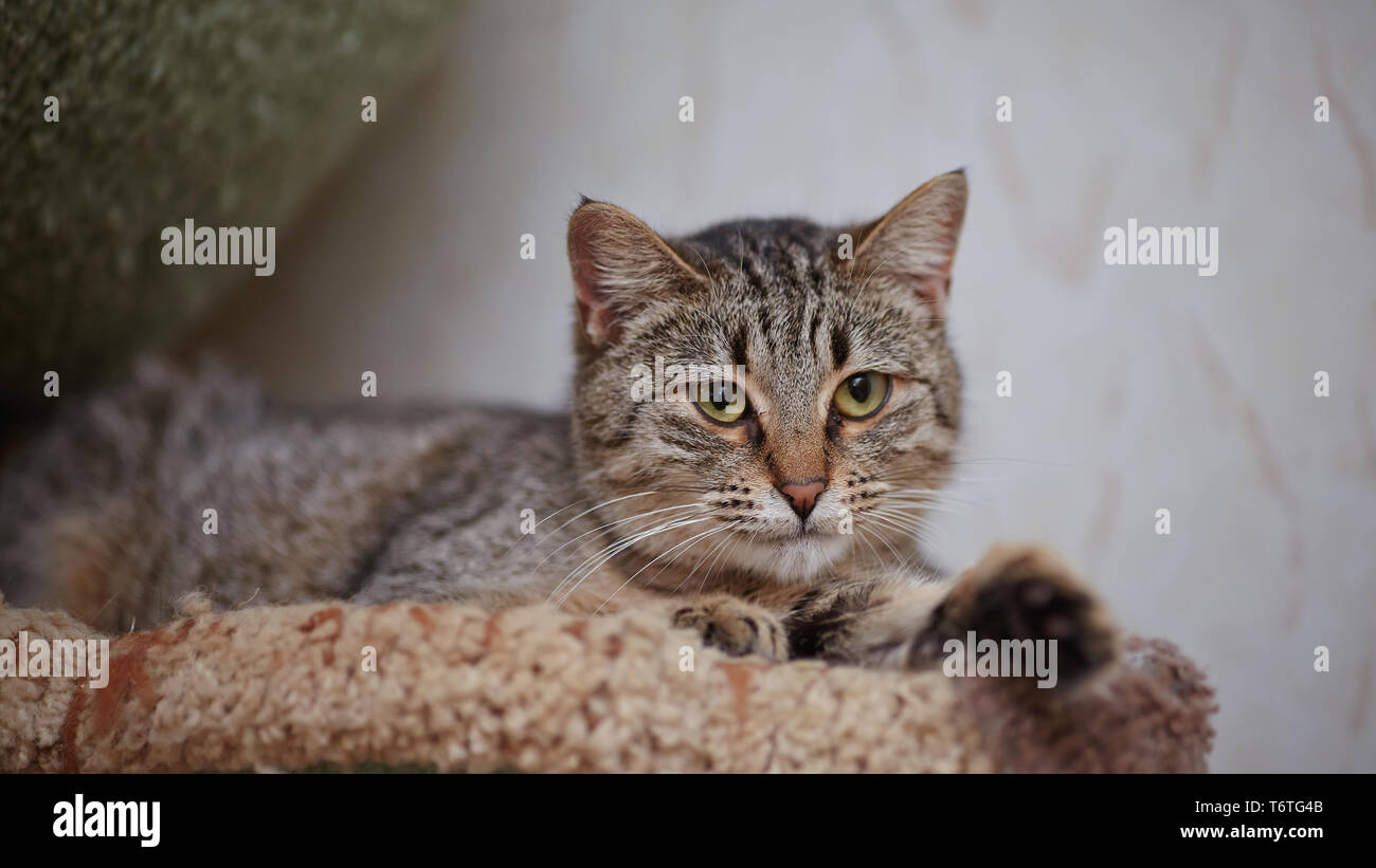 Ritratto di le strisce verde-eyed giacente cat. Foto Stock