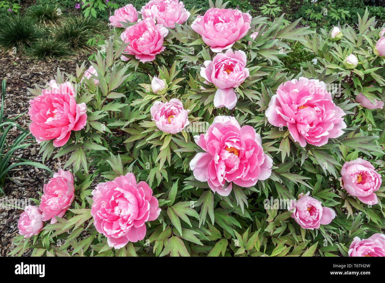 Struttura giapponese Peonia, Paeonia x suffruticosa, Yachiyo-tsubaki, Rosa peonia, Blossom Garden Foto Stock