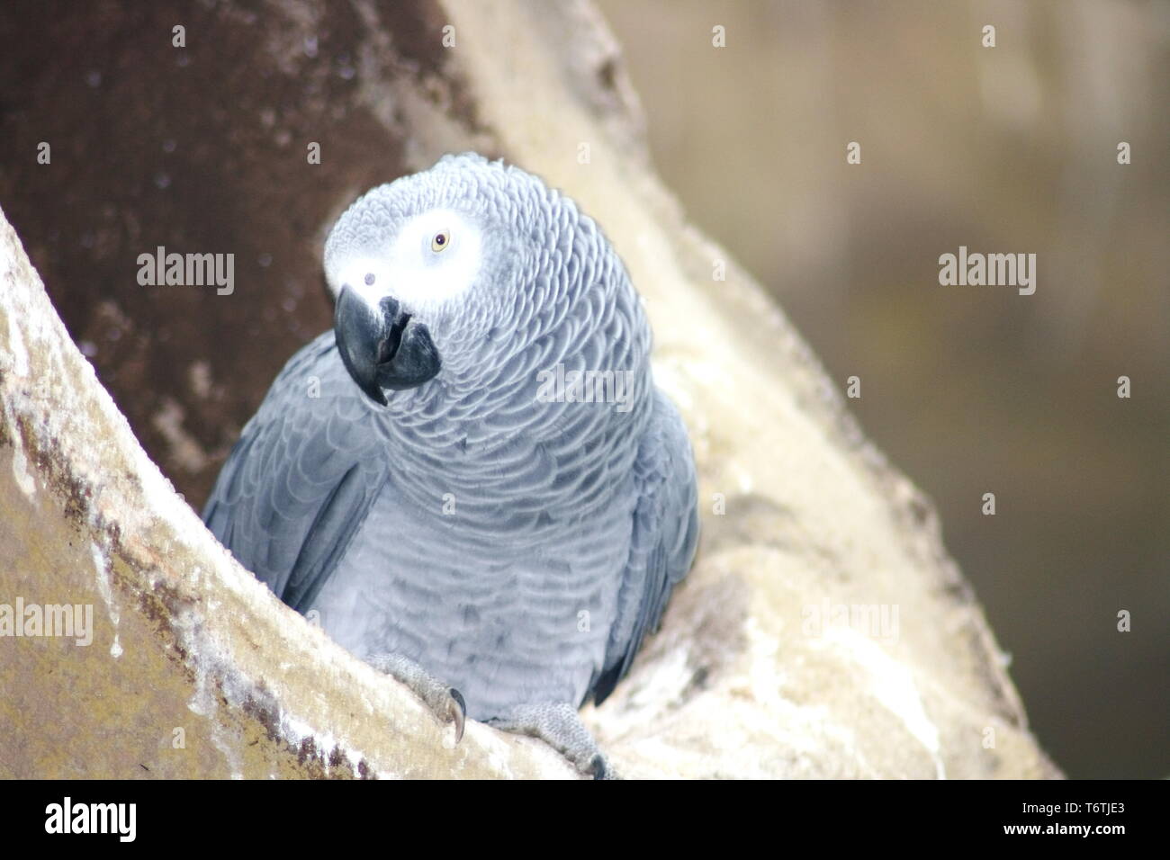 Gray Parrot (Psittacus erithacus erithacus) Foto Stock