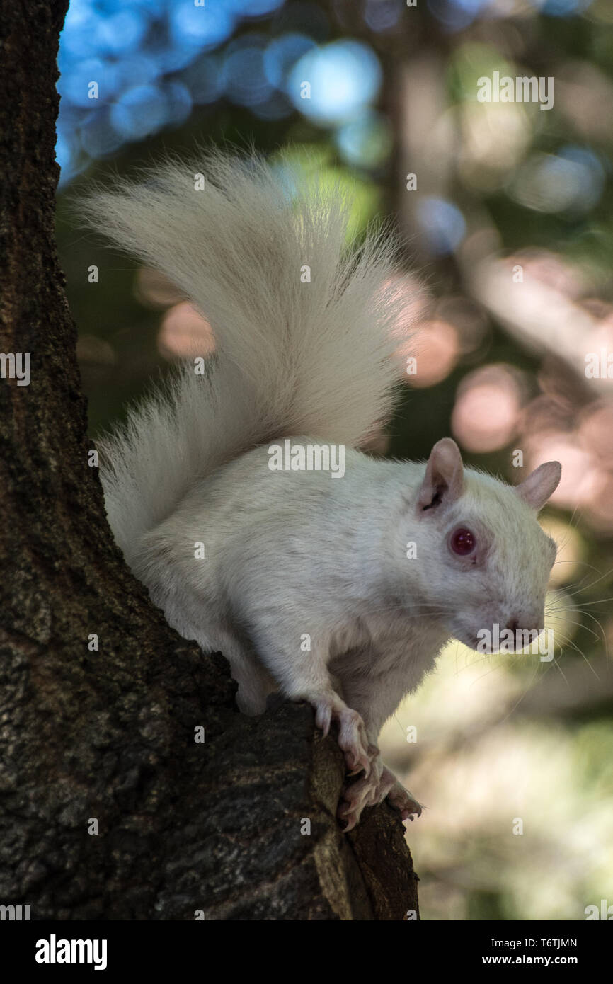 Scoiattolo Albino, Company Gardens Cape Town, Sud Africa. Foto Stock