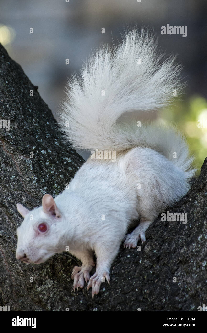 Scoiattolo Albino, Company Gardens Cape Town, Sud Africa. Foto Stock