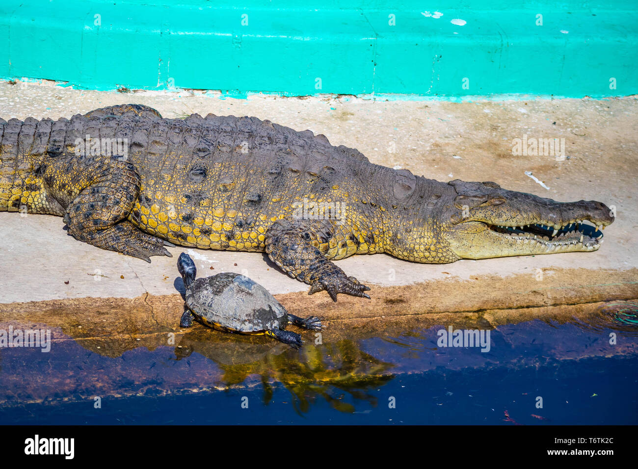 Un grande coccodrillo americano in Orlando Florida Foto Stock
