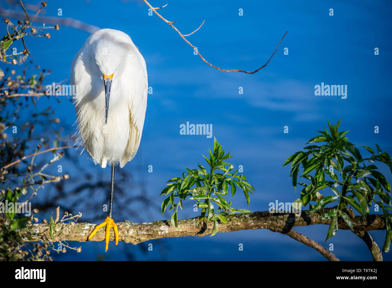 Un Snowy airone bianco in Orlando Florida Foto Stock Un Snowy airone bianco in Orlando Florida Foto Stock