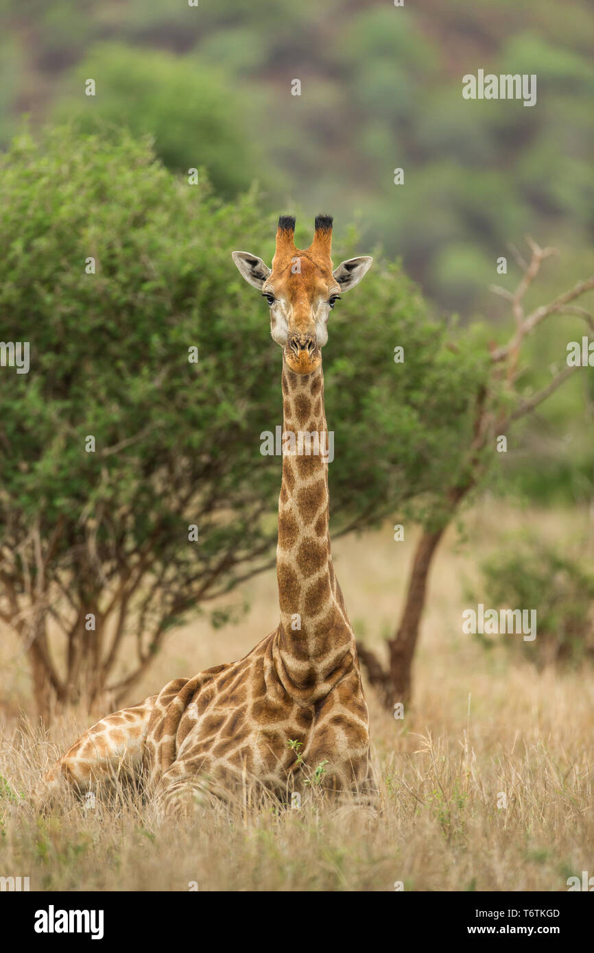 La giraffa sdraiato nel Parco Nazionale di Kruger, Sud Africa Foto Stock