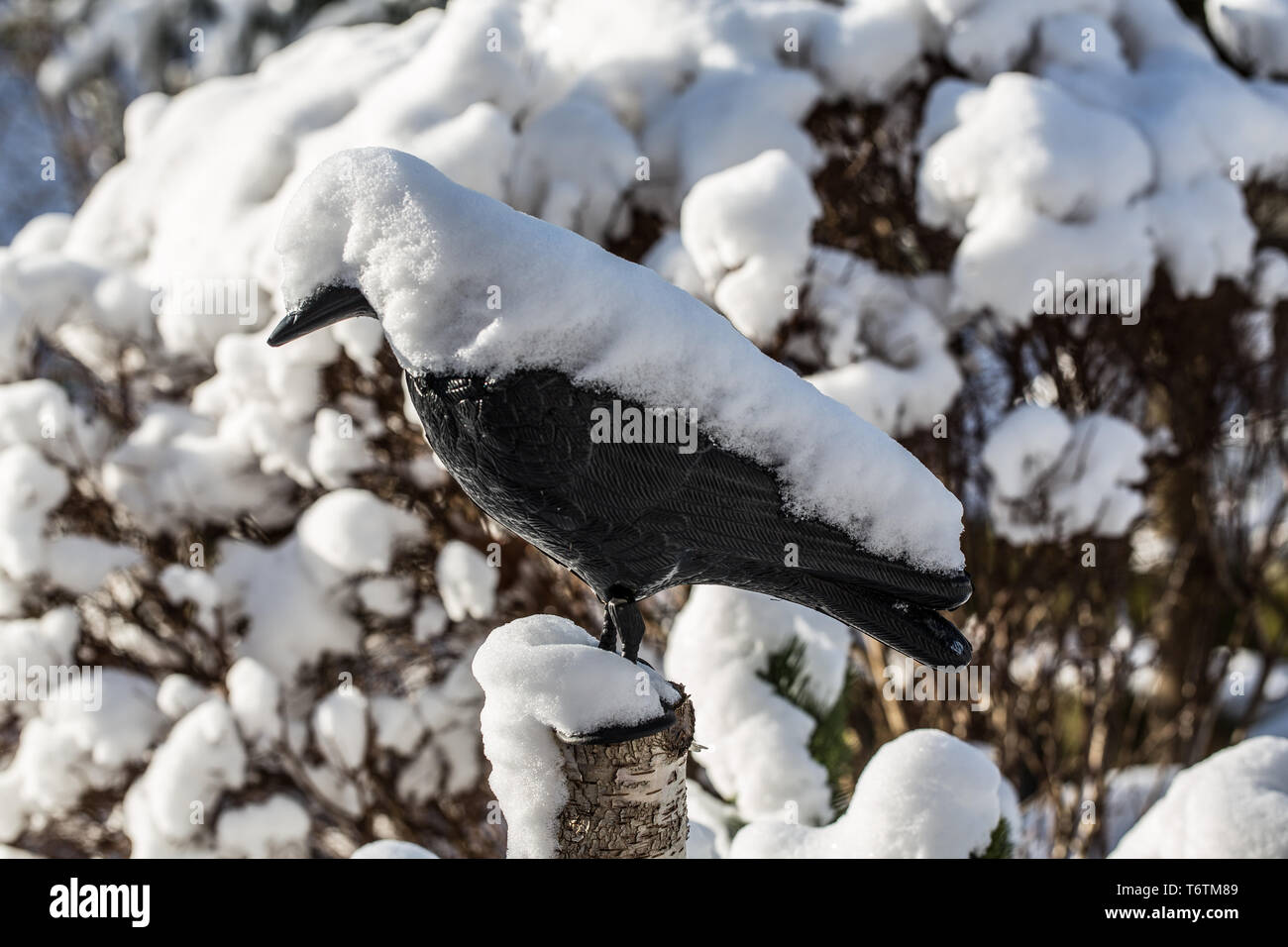 Coperte di neve alberi Foto Stock