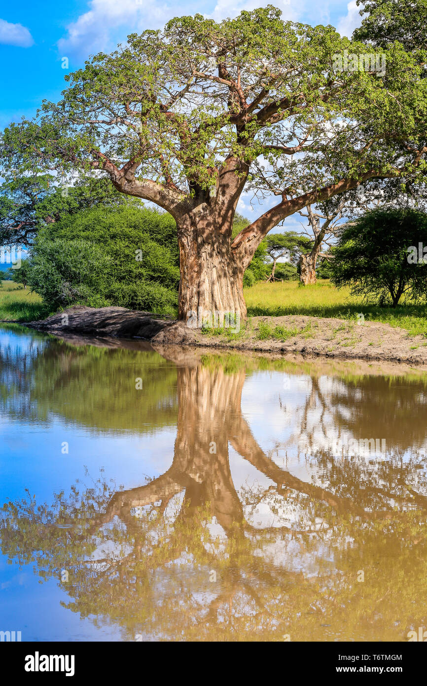 Un maestoso albero di grandi dimensioni in estate spanning la piena dimensione del frame, riflettendo in ancora un fiume. Albero Gigante e la riflessione su di una luminosa giornata di sole Foto Stock