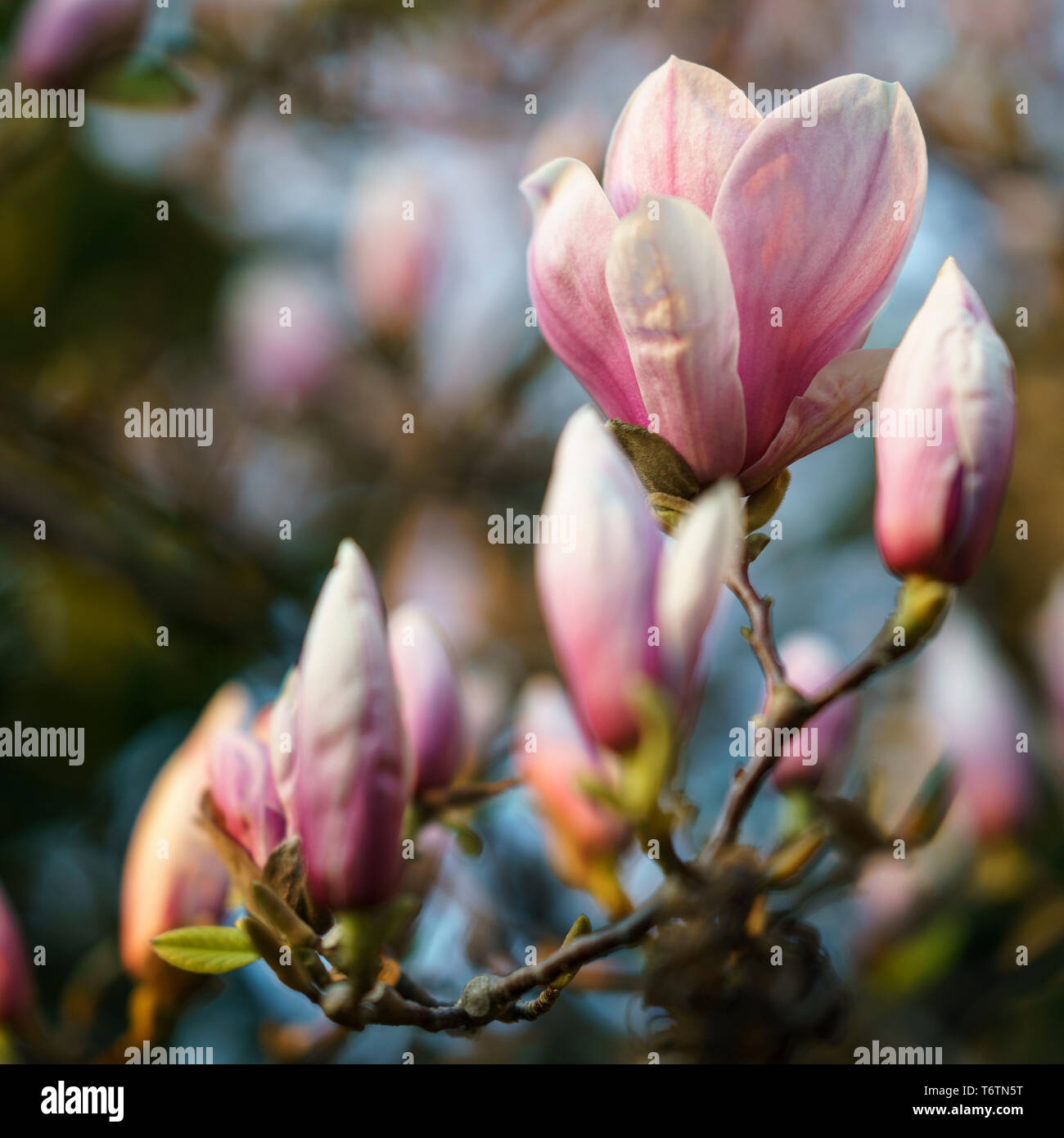 Fiore di magnolia in primavera Foto Stock