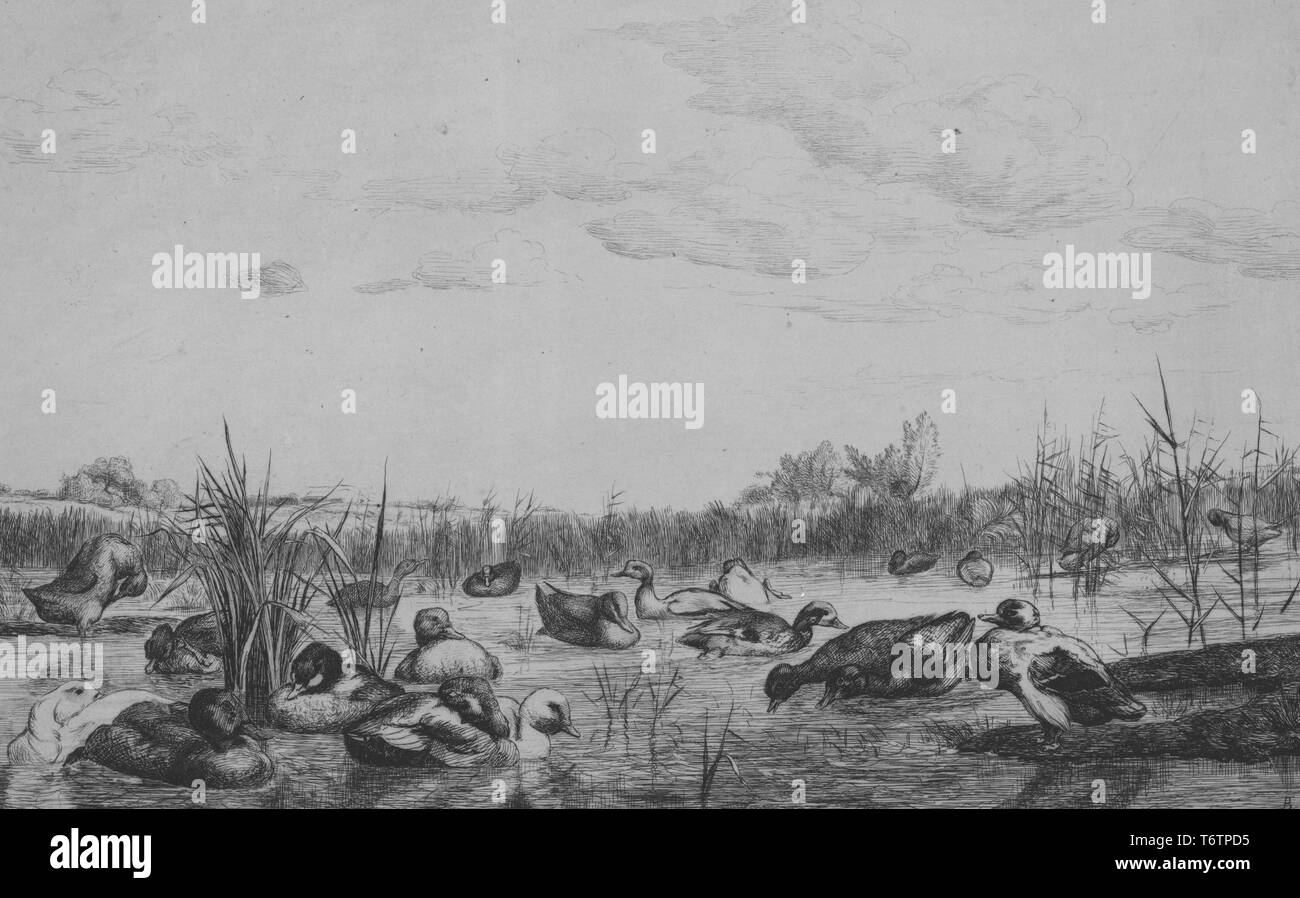 Bianco e nero incisione raffigurante un branco di oche paddling e in piedi sulla riva di un piccolo laghetto palustre, con un paesaggio di rotolamento visibile in distanza e nuvole sovraccarico; intitolata 'L'etang (deuxieme planche)" (Lo Stagno - seconda scheda); firmato con l'illustratore Felix Bracquemond, 1867. Dalla Biblioteca Pubblica di New York. () Foto Stock