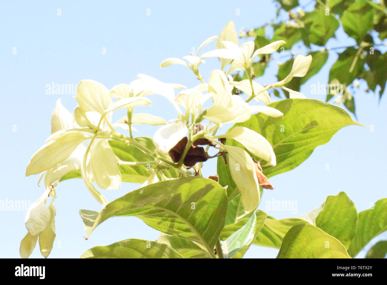 Naturale sfondo foto Foto Stock