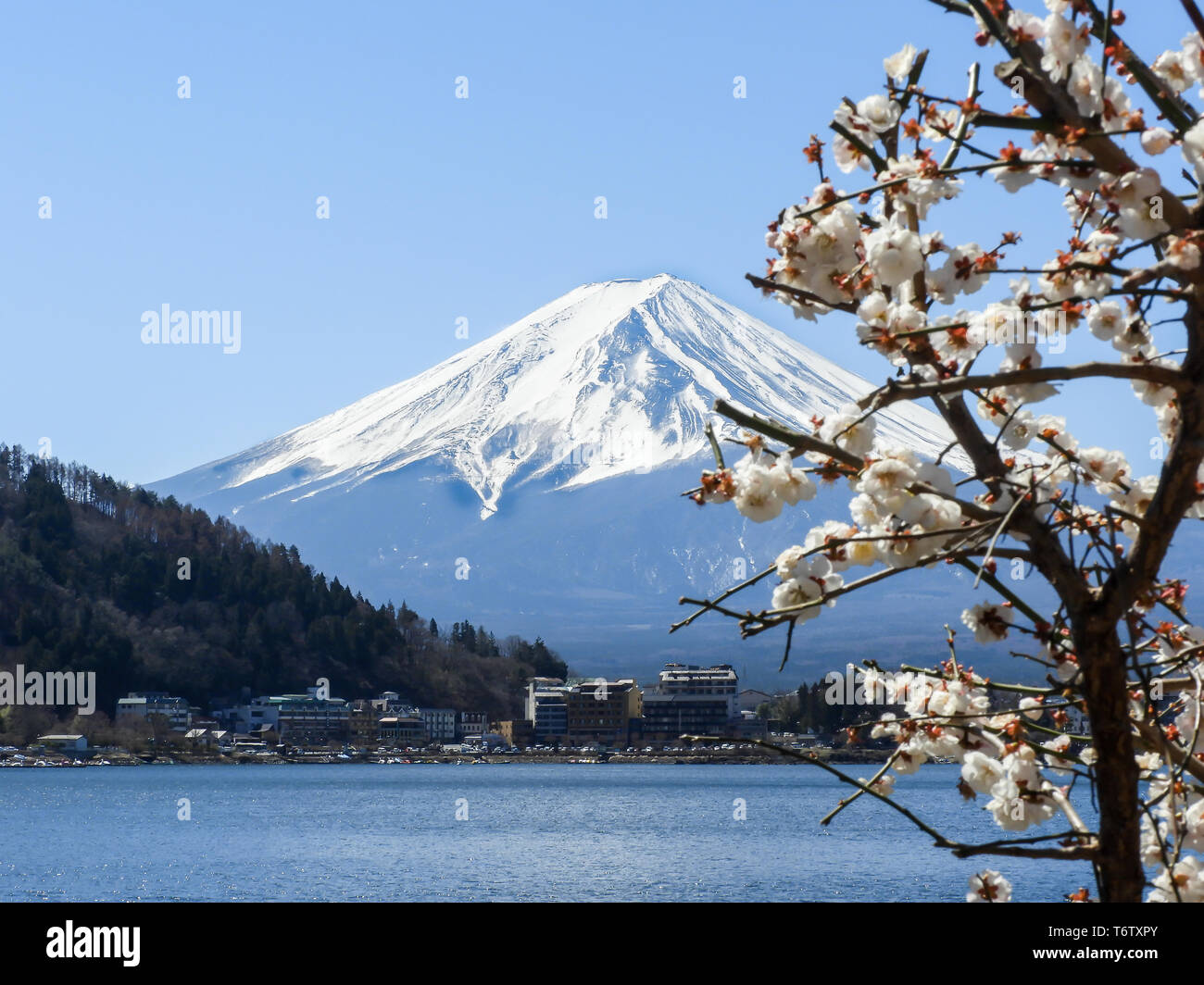 La fioritura dei ciliegi e del Monte Fuji sul Lago Kawaguchiko in primavera. Foto Stock