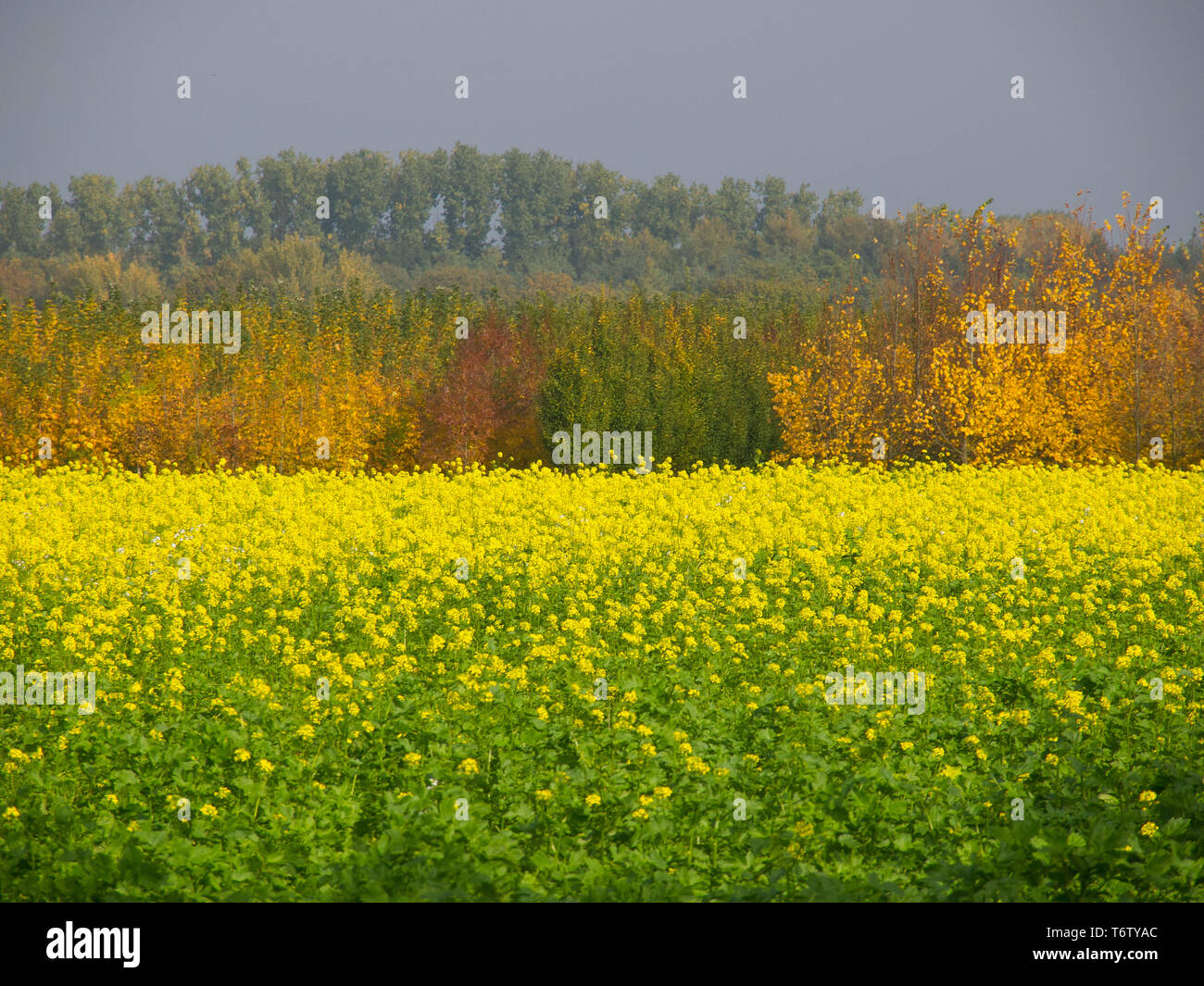 Autunno in Germania Foto Stock