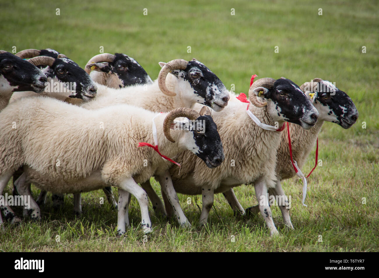 Gregge di pecore guidato da herding dog Foto Stock