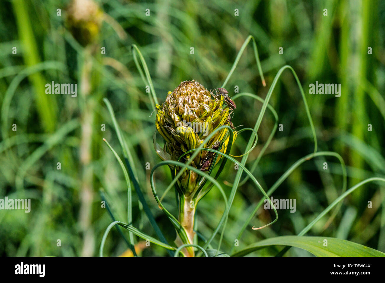Bug shield peloso (Dolycoris baccarum) Sulle gemme di un asfodel (Asphodeline lutea) Foto Stock