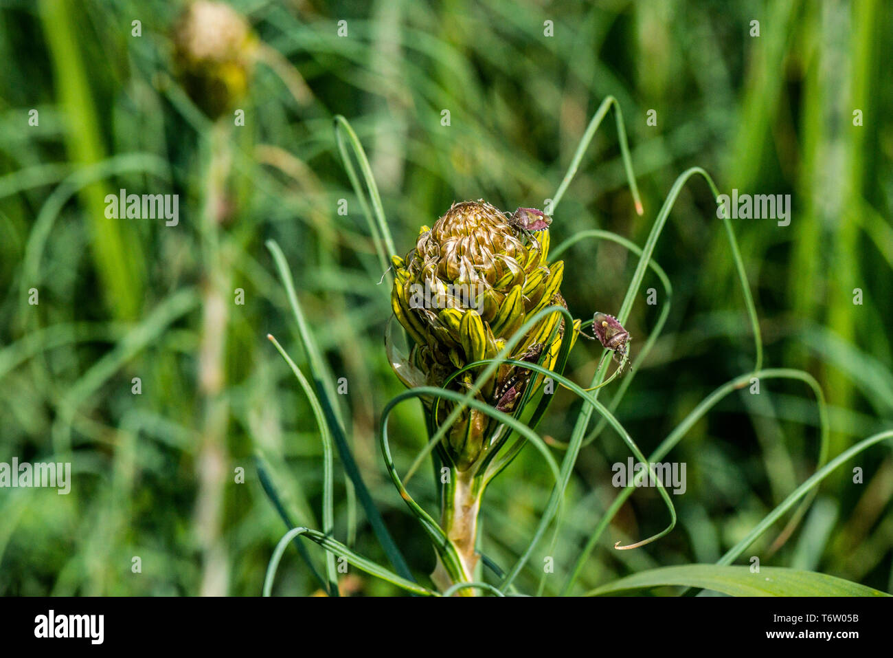 Bug shield peloso (Dolycoris baccarum) Sulle gemme di un asfodel (Asphodeline lutea) Foto Stock